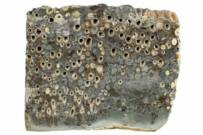 Polished Fossil Teredo (Shipworm Bored) Wood - England #279378